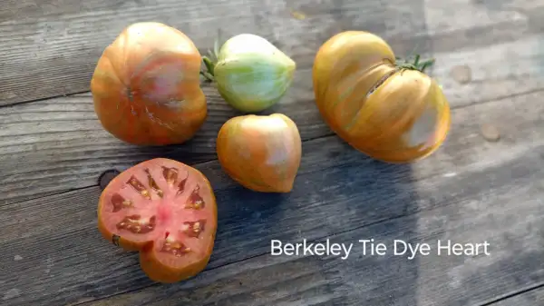 Tomaten: Berkeley Tie Dye Heart