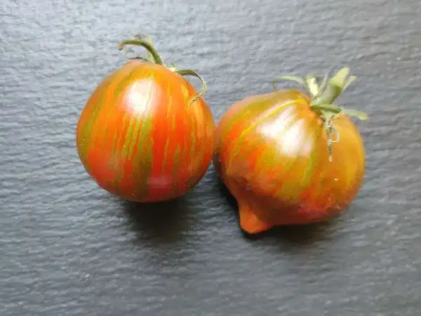 Tomaten: Berkeley Tie Dye Heart