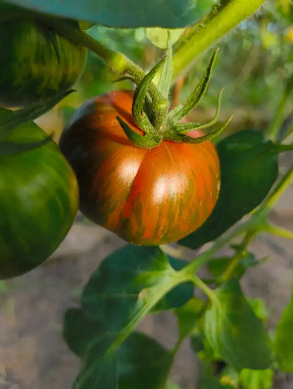 Tomaten: Berkeley Tie Dye Heart