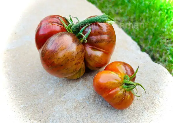 Tomaten: Berkeley Tie-Dye Pink