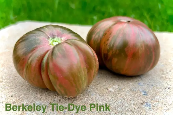 Tomaten: Berkeley Tie-Dye Pink