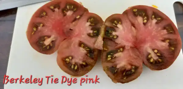 Tomaten: Berkeley Tie Dye Pink