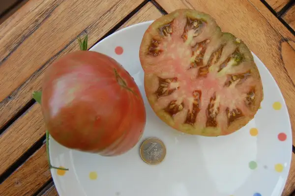 Tomaten: Berkeley Tie Dye Pink
