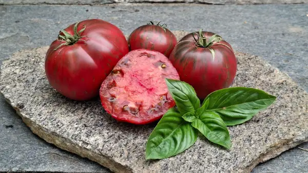 Tomaten: Berkeley Tie Dye Pink