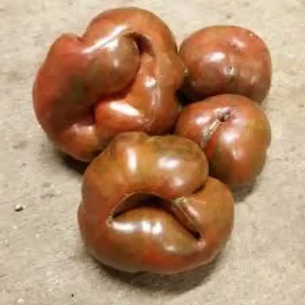 Tomaten: Berkeley Tie Dye Tiger