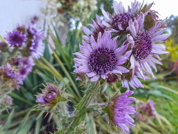 Blumen: Berkheya purpurea - Südafrikanische Purpurdistel - African thistle