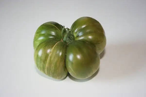 Tomaten: Berkley Dye Tie Green
