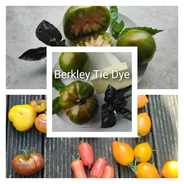 Tomaten: Berkley Tie Dye