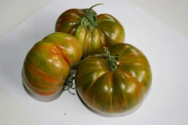 Tomaten: Berkley Tie Dye Green