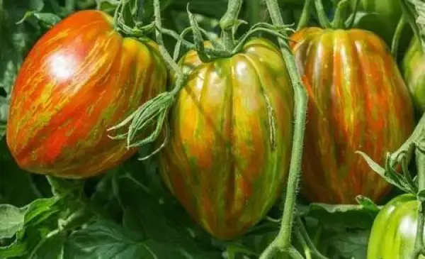 Tomaten: Berkley Tie-Dye Heart