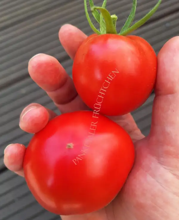 Tomaten: Berner Rose