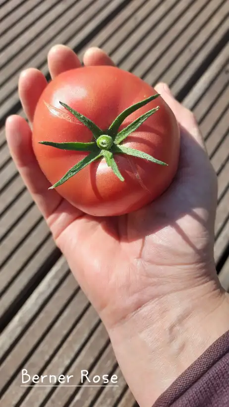 Tomaten: Berner Rose