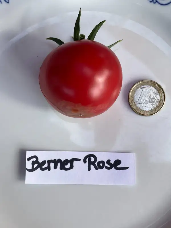 Tomaten: Berner Rose