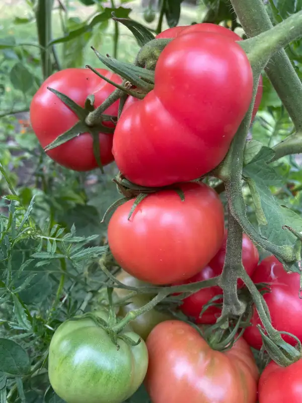 Tomaten: Berner Rose