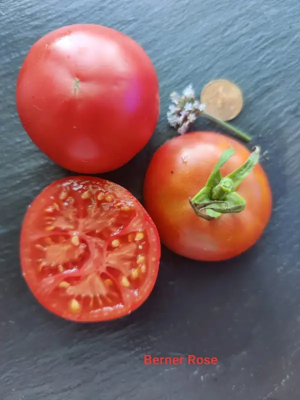 Tomaten: Berner Rose