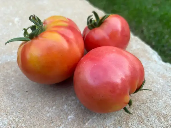 Tomaten: Berner Rose