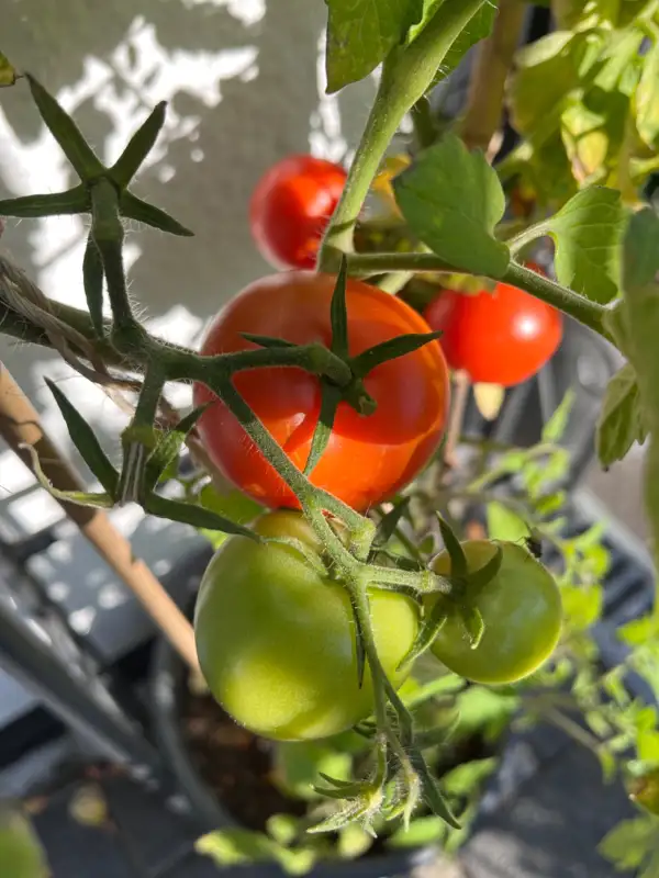 Tomaten: Berner Rose