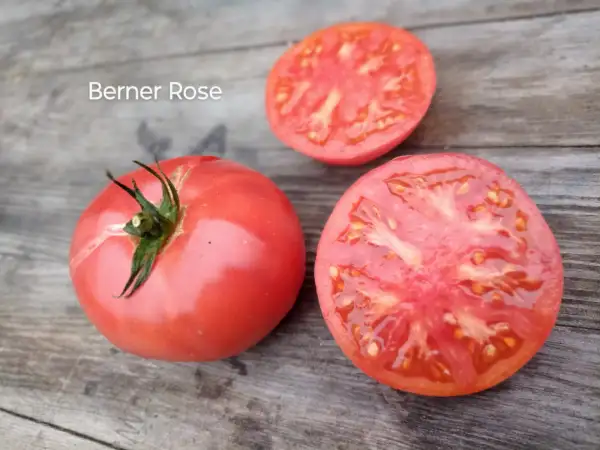 Tomaten: Berner Rose