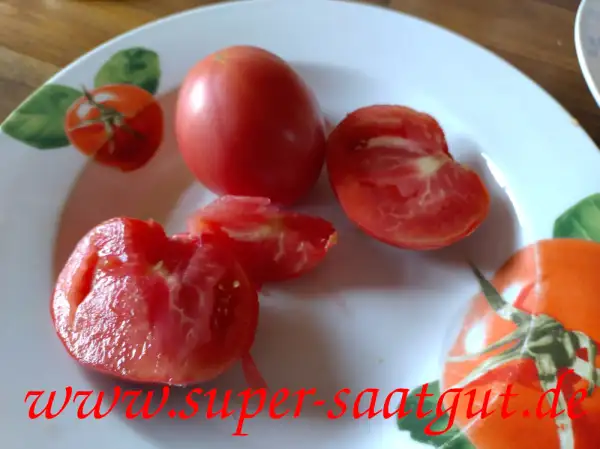 Tomaten: Berner Rose