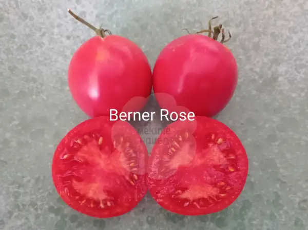 Tomaten: Berner Rose