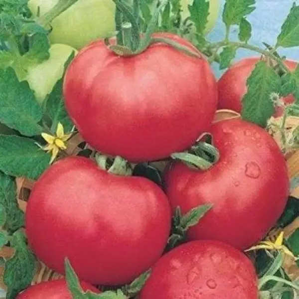 Tomaten: Berner Rose