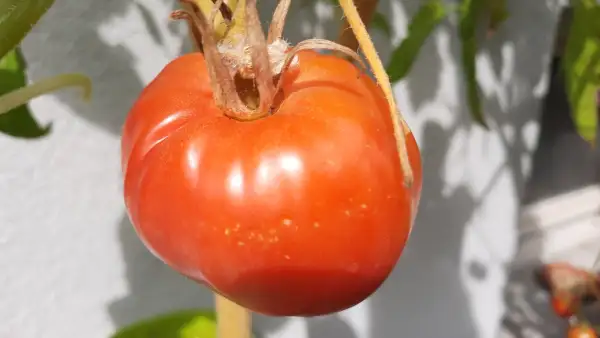 Tomaten: Berner Rose