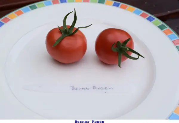 Tomaten: Berner Rose