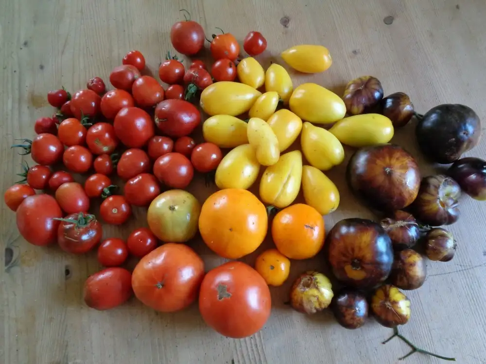 Tomaten: Berner Rose