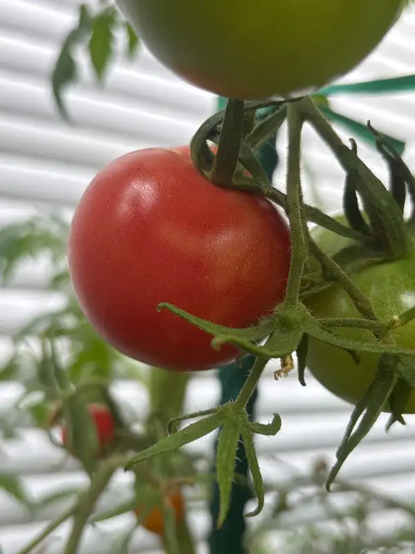 Tomaten: Berner Rose