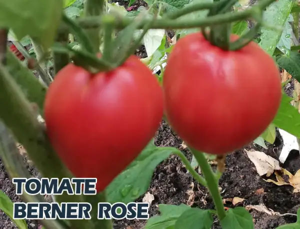 Tomaten: Berner Rose