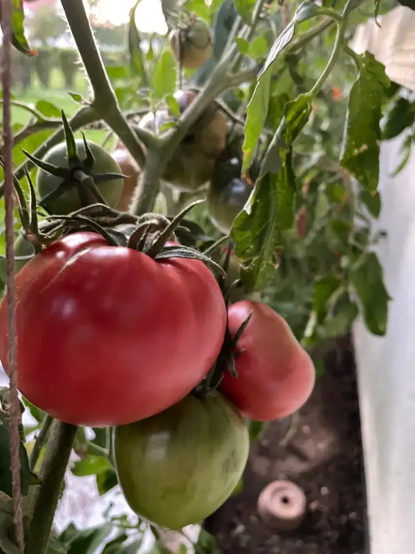 Tomaten: Berner Rose