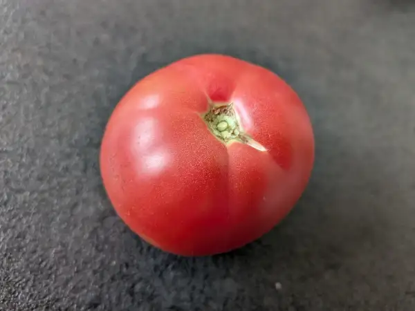 Tomaten: Berner Rose