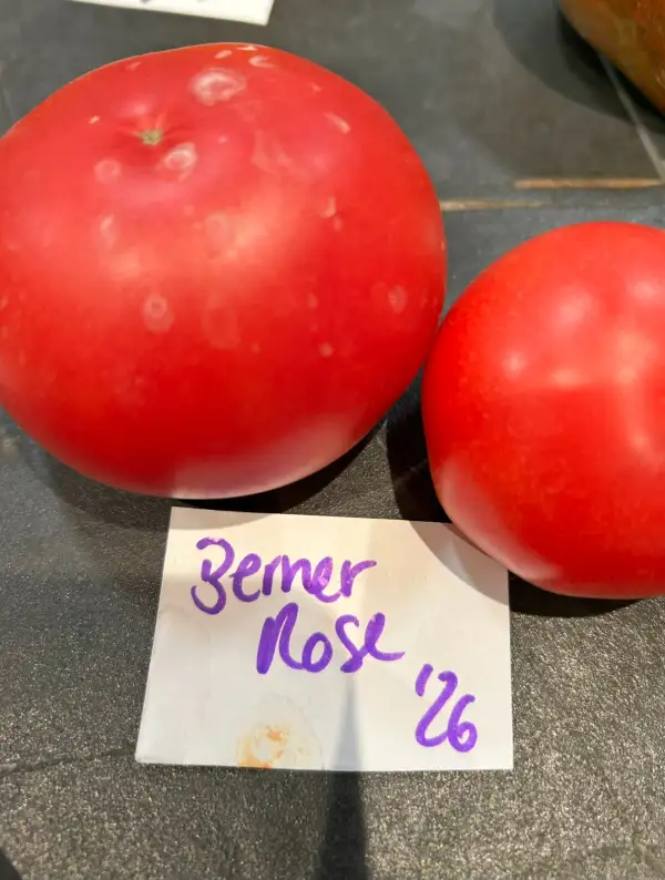 Tomaten: Berner Rose