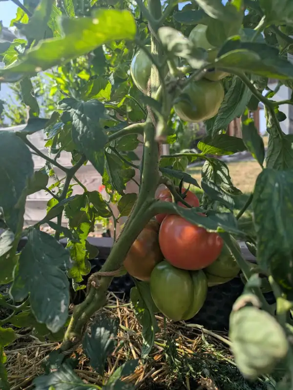 Tomaten: Berner Rose