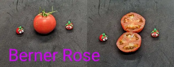 Tomaten: Berner Rose