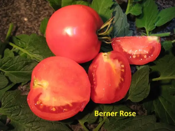 Tomaten: Berner Rose