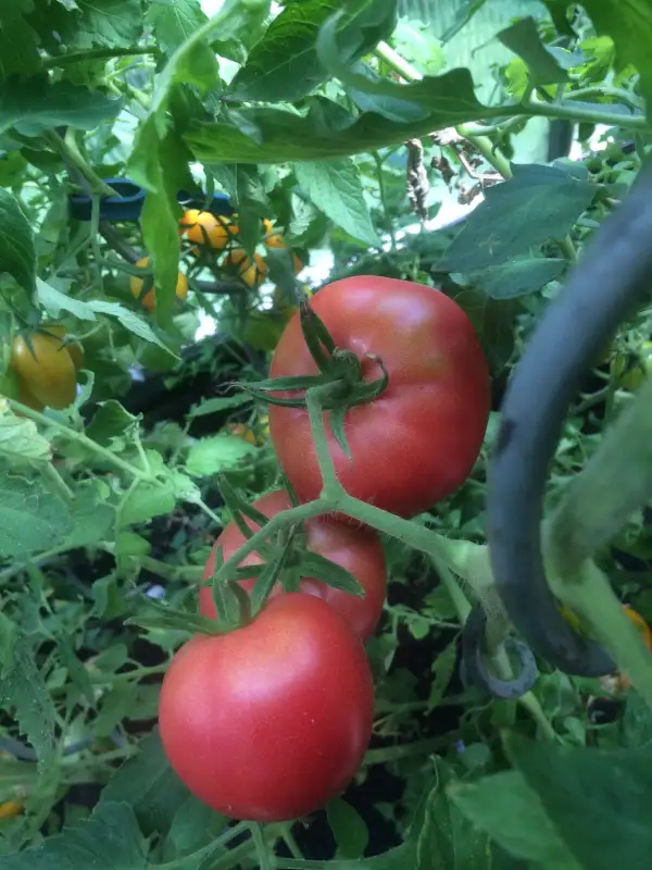 Tomaten: Berner Rose