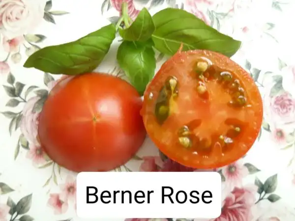 Tomaten: Berner Rose