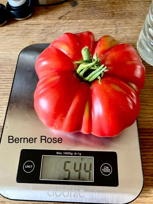 Tomaten: Berner Rose