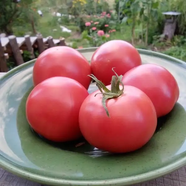 Tomaten: Berner Rose, rosafarbene historische Stabtomate. Gut für kühle Gegenden!