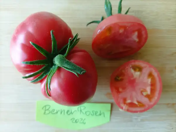 Tomaten: Berner Rosen