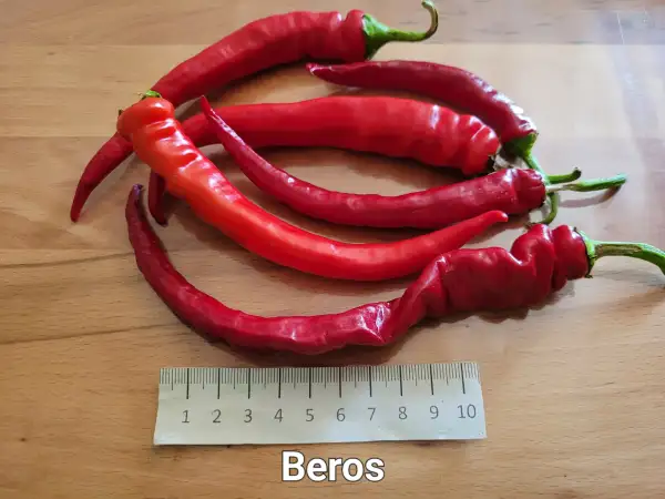 Chili / Paprika: Beros	Schärfe:	3	Höhe:	100cm