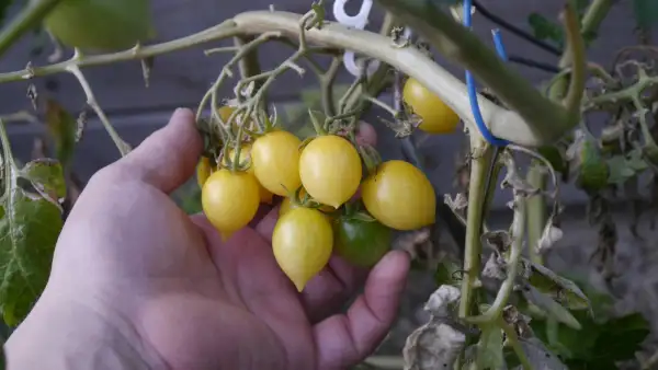 Tomaten: Berrys Crazy Cherry