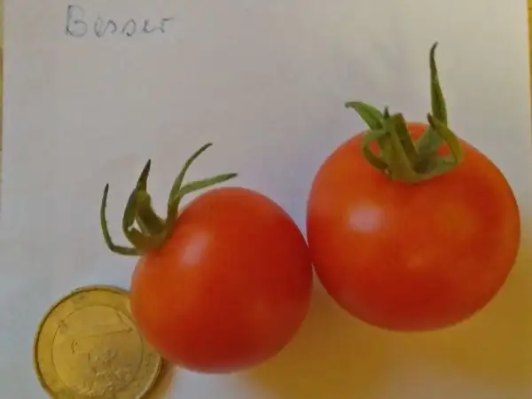 Tomaten: Besser (2021)