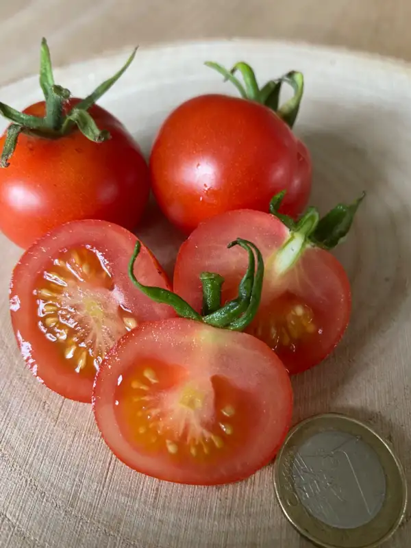 Tomaten: Besser