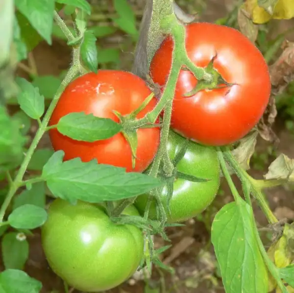 Tomaten: Best of all