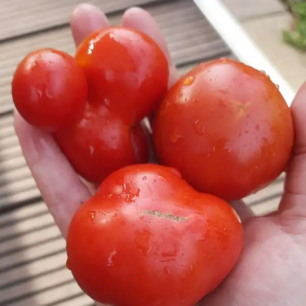 Tomaten: Beste von Allen