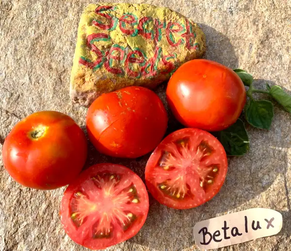 Tomaten: Betalux