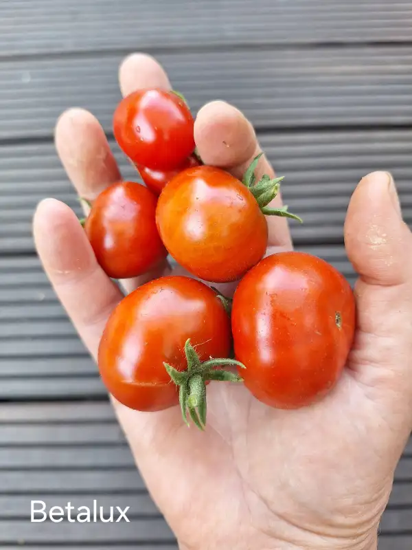 Tomaten: Betalux