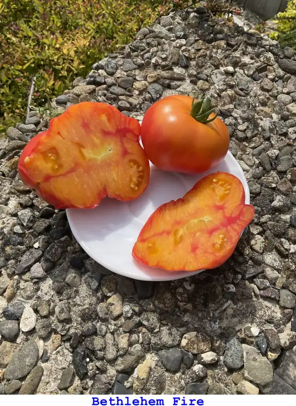 Tomaten: Bethlehem Fire